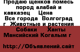 Продаю щенков помесь пород алабай и кавказец. › Цена ­ 1 500 - Все города, Волгоград г. Животные и растения » Собаки   . Ханты-Мансийский,Когалым г.